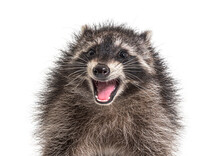 Portrait Of A Young Raccoon Mouth Open. Weird Expression