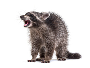 Wall Mural - raccoon showing its tooth, standing in front, isolated on white