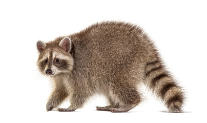 Wall Mural - Side view, Raccoon walking away, Isolated on white