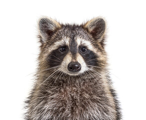 Poster - head shot of a young Raccoon facing at the camera, isolated