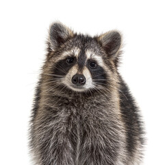 Wall Mural - head shot of a young Raccoon facing at the camera, isolated