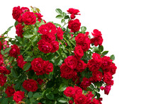 Blooming Red Rose Bushes Isolated On White