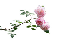 Blooming Pink Rose Bushes Isolated On White