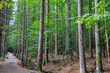 Junger Rotbuchenwald (Fagus) mit kleinem Bach, Bayerischer Wald, Bayern, Deutschland