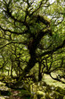 © AnyaWhy - Twisted ancient oaks in Wistmans wood. The West Dart Valley. Dartmoor national park, Devon, England, UK
