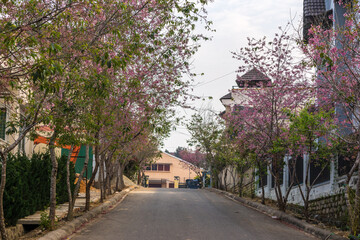 Wall Mural - alley in the park