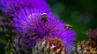 canvas print picture - Blüte mit Biene