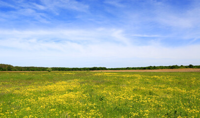 Wall Mural - flower meadow in steppe