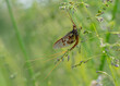 Ephemeroptera – Jętki