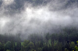 Fototapeta Fototapety na ścianę - Wierzchołki drzew las we mgle