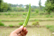 Closeup shot of the green ladyfinger held by a man hand at the farm  with a green background