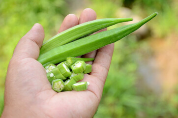 Canvas Print - Closeup shot of the green ladyfingers cut and whole held by a man hand at the farm