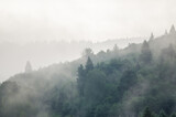 Fototapeta Tęcza - Krajobraz leśny wierzchołki drzew las we mgle panorama	
