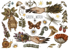 Vintage Magic Plants, Witch Hands, Witchcraft Mystery, Mandrake Root, Mushrooms, Flowers, Chamomile, Amanita, Fern Leaves