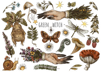 Wall Mural - Vintage magic plants, witch hands, Witchcraft mystery, mandrake root, mushrooms, flowers, chamomile, amanita, fern leaves