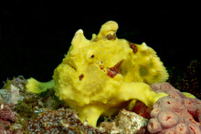Marine Antennarius Multiocellatus Fish In Coral Reefs