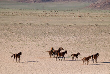 View Of A Herd Of Horses Drinking Water From A Fountain In Namibian Desert, Namibia.
