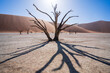 © Travel 'n' Lifestyle - View of the iconic desert in Namibia, view of Deadvlei salt pan trees in Sesreim Soussuvlei Namib-Naukluft National Park, Namibia.