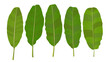 Banana leaf vector isolated on white background. leaves illustration
