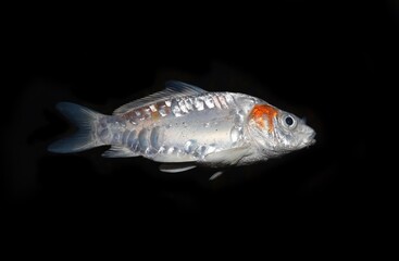 Canvas Print - Kohaku Koi fish died due to poor water quality i.e. ammonia poisoning.