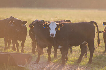 Wall Mural - commercial cattle backlit in summer pasture with horn flies