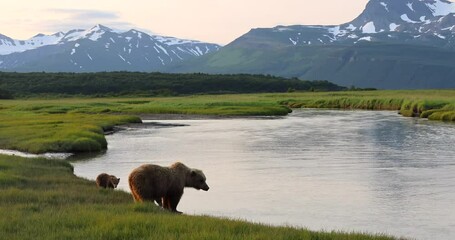 a brown bear sow and her cubs graze on grass in katmai, alaska.