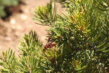 A Paper Wasp Crawling Around On A Pinyon Pine On The South Rim Of The Grand Canyon, Arizona.