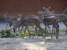 Group Of Lesser Kudu, Tragelaphus Imberbis, Nibbles Leaves From Fallen Branches