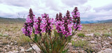 Fototapeta Lawenda - Flowers of Deosai National Park