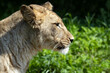Panthera leo leo, Barbary lion