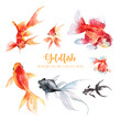 7 goldfish watercolor collection. 