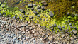 Verschieden farbige Linien aus grauen Steinen, Algen und Moos an der Küste der dänischen Ostsee-Insel Bornholm von oben.