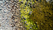 Verschieden farbige Linien aus grauen Steinen, Algen und Moos an der Küste der dänischen Ostsee-Insel Bornholm von oben.
