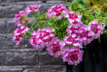 Selective Focus Of Small Red Pink Flower With Green Leaves In The Garden, Verbena Hybrida, Commonly Called Garden Verbena Is A Short-lived Perennial, Nature Floral Background.