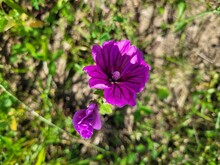 Purple Flowers In The Garden