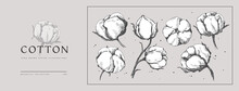 Set Of Hand-drawn Cotton Flowers. Flower Buds Vector Illustration. Botanical Illustration For Floral Background. Design Element For Postcard, Poster, Cover, Invitation.