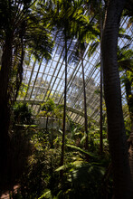 Trees In A Tropical Greenhouse