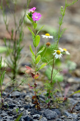 Wall Mural - great willowherb, great hairy willowherb // Zottiges Weidenröschen (Epilobium hirsutum)