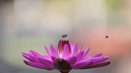 Sticker - bee on pink flower