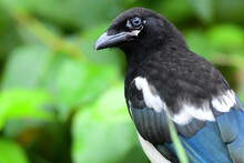 A Black-billed Magpie (Pica Hudsonia) Displays The Blue Eyes Which Often Show In Juvenile Birds.  