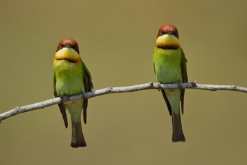 Chestnut-headed Bee-eater Head to back, orange, black eye band, neck and chest, bright yellow chest with small black and orange stripes, green body. Sticking to the branches.