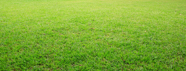 Wall Mural - green grass field