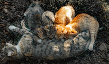 Mama Gato Alimentando A Sus Cuatro Gatitos Familia Felina