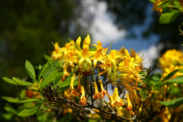 Sticker - Blooming bush in the city park Tatranska Lomnica in the High Tatras during the summer. It was founded in 1892.