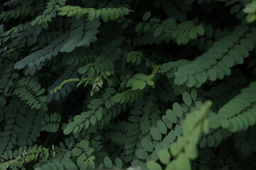 Poster - Vegetation in the forest