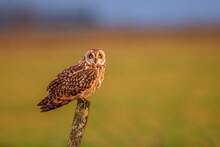 Short Eared Owl Perched In Golden Evening Sunlight