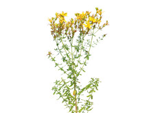 Yellow Flowers Of Perforate St John's Wort Plant Isolated On White, Hypericum Perforatum
