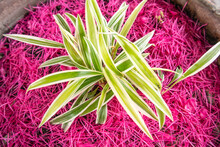 Spider Plant Is A Biennial Plant That The Leaves Are Long And Slender But The Edges Of The Leaves On Both Sides Are White