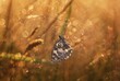 Motyl Polowiec Szachownica, trawy, rosa, słońce