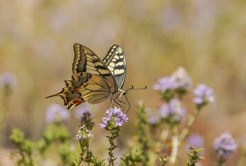 Canvas Print - Closeup shot of a Papilio Machaon butterfly on a flower